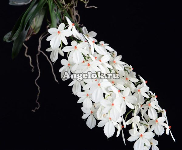 фото Аэрангис (Aerangis rhodostricta) от магазина магазина орхидей Ангелок