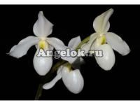 фото Пафиопедилум Жемчужина (Paphiopedilum Deperle) от магазина магазина орхидей Ангелок