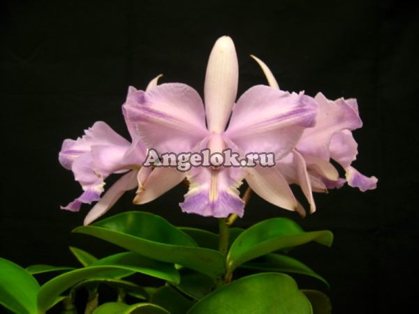 фото Каттлея (C.Brazil Star) Тайвань от магазина магазина орхидей Ангелок