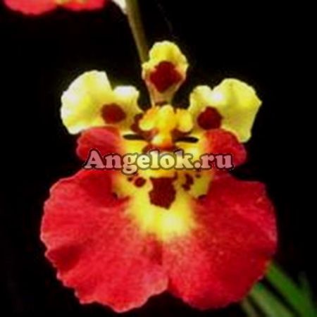 фото Толумния (Tolumnia Jairak Flyer Majic) от магазина магазина орхидей Ангелок