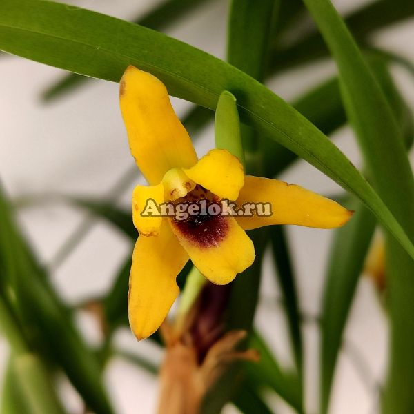 фото Максиллярия желтая (Maxillaria variabilis yellow) от магазина магазина орхидей Ангелок