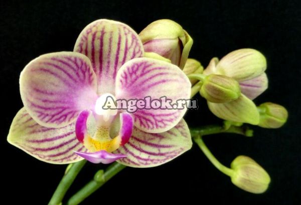 фото Фаленопсис (Phalaenopsis Brazil '54330') от магазина магазина орхидей Ангелок