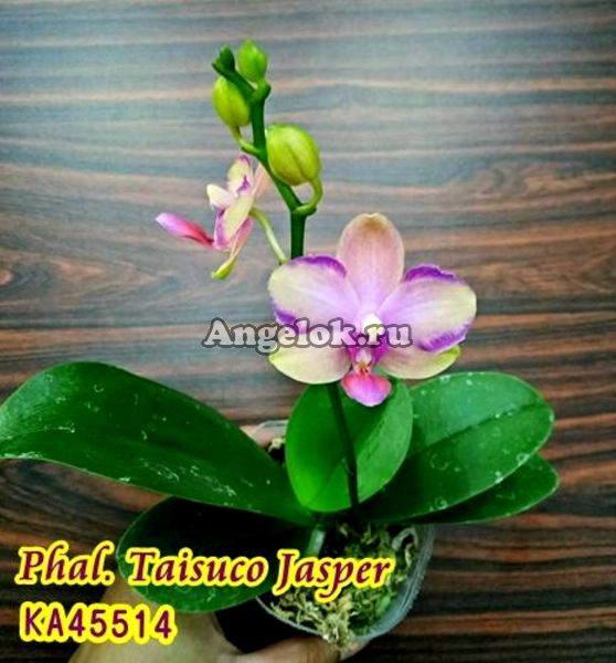 фото Фаленопсис (Phalaenopsis Taisuco Jasper) Тайвань от магазина магазина орхидей Ангелок