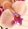 фото Фаленопсис Биг Лип Пастелло (Phalaenopsis Pastello Kiss) от магазина магазина орхидей Ангелок