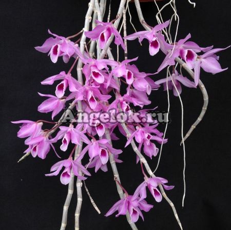 фото Дендробиум (Dendrobium anosmum) Тайвань от магазина магазина орхидей Ангелок
