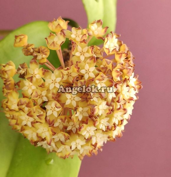 фото Хойя Макгрегори (Hoya Macgregorii) черенок от магазина магазина орхидей Ангелок