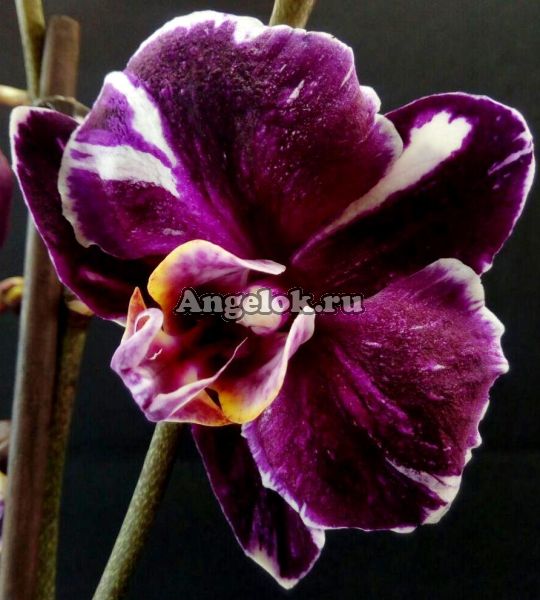 фото Фаленопсис Каменная роза (Phalaenopsis Stone rose) от магазина магазина орхидей Ангелок