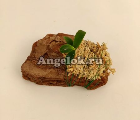 фото Цератоцентрон (Ceratocentron fesselii) от магазина магазина орхидей Ангелок