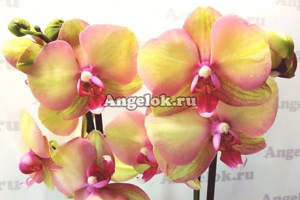 фото Фаленопсис Радуга (Phalaenopsis Rainbow) от магазина магазина орхидей Ангелок