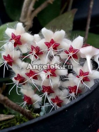 фото Хойя Флагеллата (Hoya flagellata) черенок от магазина магазина орхидей Ангелок