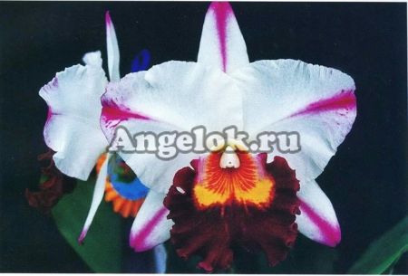 фото Каттлея (Rlc.Kuwale Gem) Тайвань от магазина магазина орхидей Ангелок