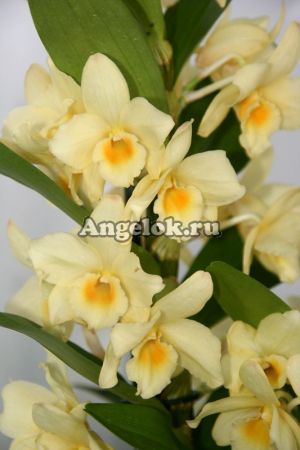 фото Дендробиум нобиле (D.nobile Yellow Song Canary) от магазина магазина орхидей Ангелок