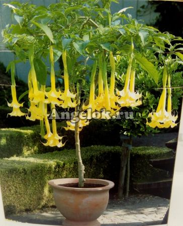фото Бругмансия (Brugmansia) желтая от магазина магазина орхидей Ангелок