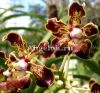 фото Ванда (Vanda merrillii var. rotorii) от магазина магазина орхидей Ангелок
