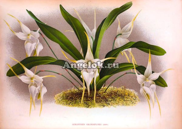 фото Аэрантес (Aeranthes grandiflora) от магазина магазина орхидей Ангелок