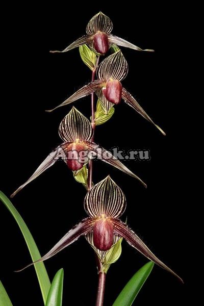 фото Пафиопедилум Ротшильда (Paphiopedilum rothschildianum) от магазина магазина орхидей Ангелок