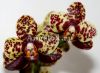фото Фаленопсис (Phalaenopsis ) ph-03_10 от магазина магазина орхидей Ангелок