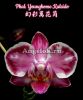 фото Фаленопсис (Phalaenopsis Younghome Kaleido) Тайвань от магазина магазина орхидей Ангелок
