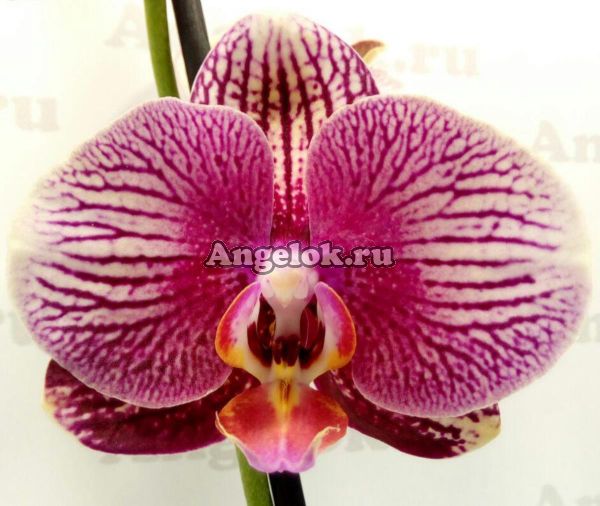 фото Фаленопсис Фантом (Phalaenopsis Phantom) от магазина магазина орхидей Ангелок