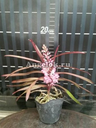 фото Аскоцентрум (Ascocentrum christensonianum) от магазина магазина орхидей Ангелок