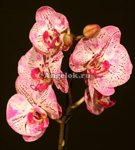 фото Фаленопсис Мелоди (Phalaenopsis Melody) от магазина магазина орхидей Ангелок