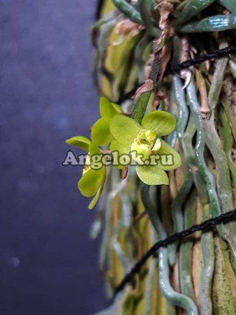 фото Хилошиста (Chiloschista usneoides) Тайвань от магазина магазина орхидей Ангелок