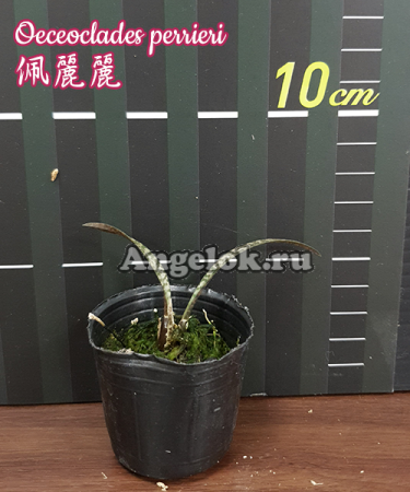 фото Оцеокладес (Oeceoclades perrieri) Тайвань от магазина магазина орхидей Ангелок