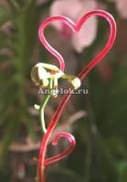 фото Опора пластиковая для орхидей Сердце от магазина магазина орхидей Ангелок