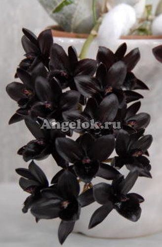 фото Черная орхидея (Fredclarkeara After Dark 'SVO Black Pearl'FCC/AOS) Тайвань от магазина магазина орхидей Ангелок