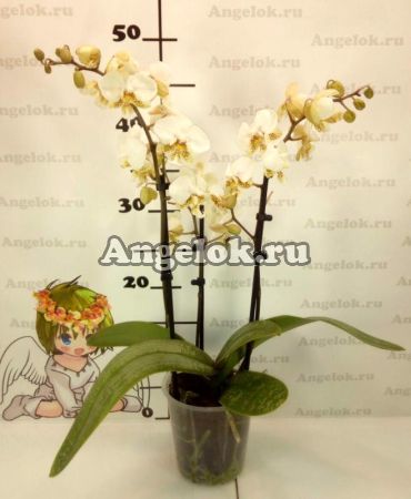 Фаленопсис Стюарта (Phalaenopsis stuartiana)