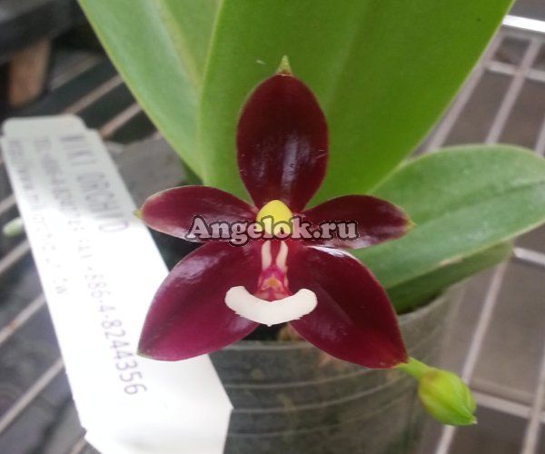 фото Фаленопсис Оленерогий (P.cornu-cervi forma chattaladae × sib) Тайвань от магазина магазина орхидей Ангелок