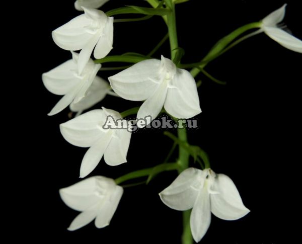 фото Хабенария (Habenaria lindleyana) от магазина магазина орхидей Ангелок