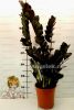 Замиокулькас черный (Zamioculcas Zamiifolia Black Leaf)