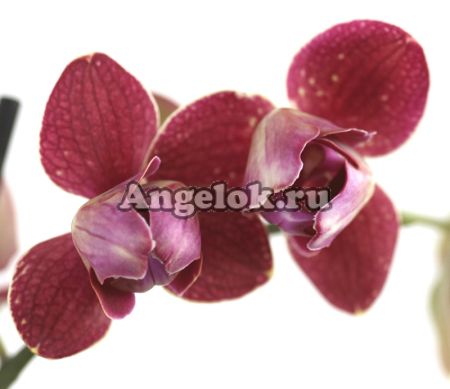 фото Фаленопсис (Phalaenopsis ) ph-64_1 пелорик от магазина магазина орхидей Ангелок