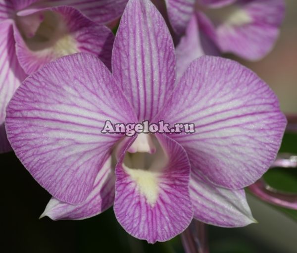 фото Дендробиум фаленопсис (Dendrobium Hieng Beauty) от магазина магазина орхидей Ангелок
