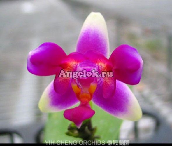 фото Фаленопсис пелорик (P. (violacea x Betris)x p.violacea) от магазина магазина орхидей Ангелок