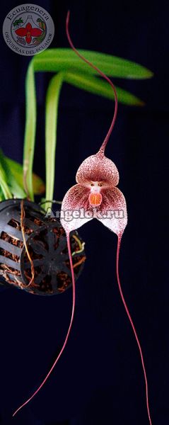 фото Дракула (Dracula sibundoyensis) от магазина магазина орхидей Ангелок