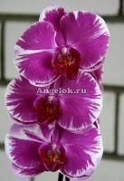Фаленопсис (Phalaenopsis ) ph-39