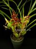 фото Максиллярия тонколистная (Maxillaria tenuifolia) от магазина магазина орхидей Ангелок