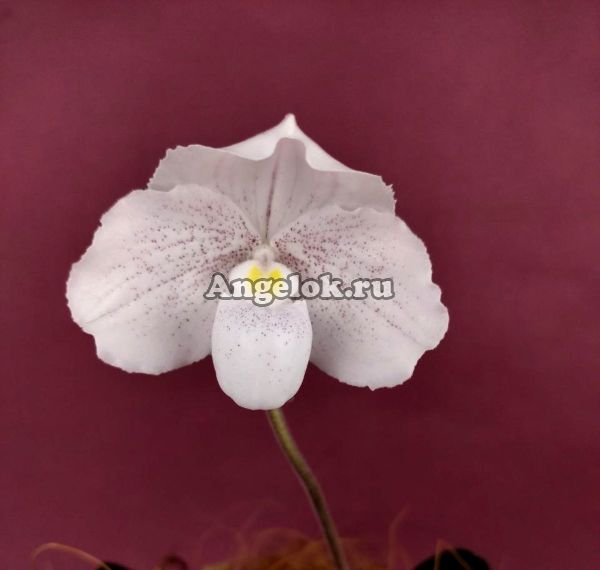 фото Пафиопедилум снежный (Paphiopedilum niveum) от магазина магазина орхидей Ангелок