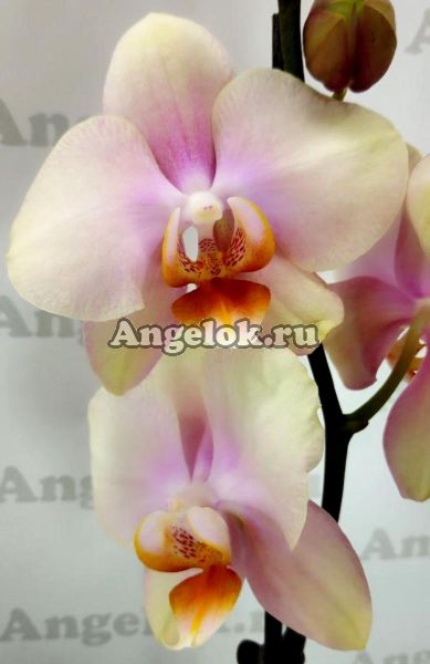фото Фаленопсис Мальмо (Phalaenopsis Malmo) от магазина магазина орхидей Ангелок