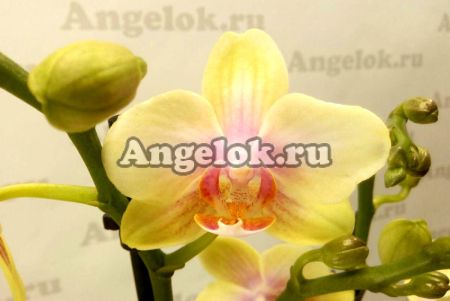 фото Фаленопсис Сияющая Девушка (Phalaenopsis Shiny Girl) от магазина магазина орхидей Ангелок