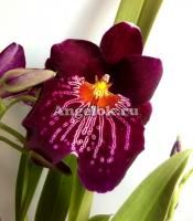 фото Мильтония (Miltonia) milt-03_2 от магазина магазина орхидей Ангелок