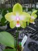 фото Фаленопсис (Phalaenopsis Violgoid Green) от магазина магазина орхидей Ангелок