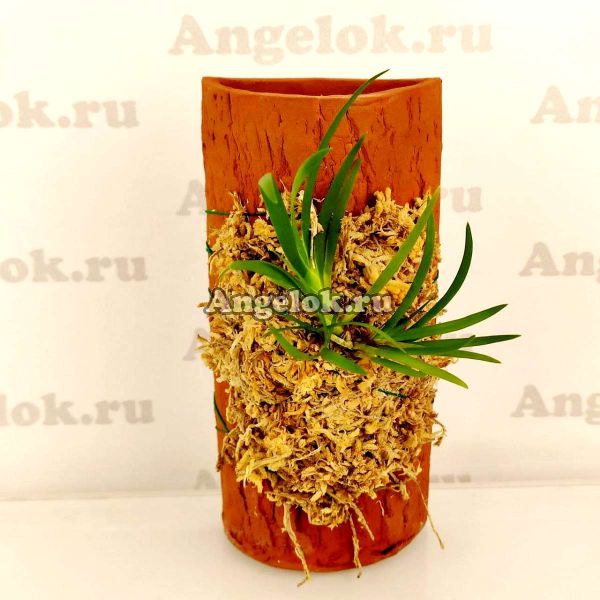 Блок для орхидей Полутрубочка 15 см