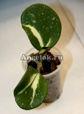 фото Хойя обовата (Hoya obovata variegata) черенок от магазина магазина орхидей Ангелок