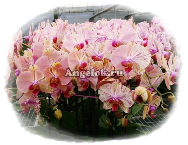 фото Фаленопсис (P.Yen Shuai Firework) Тайвань от магазина магазина орхидей Ангелок