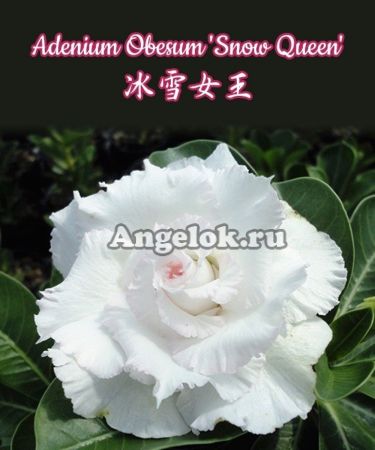фото Адениум (Adenium obesum Snow Queen) от магазина магазина орхидей Ангелок