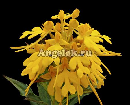 фото Хабенария (Habenaria rhodocheila Yellow) от магазина магазина орхидей Ангелок