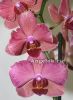фото Фаленопсис (Phalaenopsis ) ph-88 от магазина магазина орхидей Ангелок